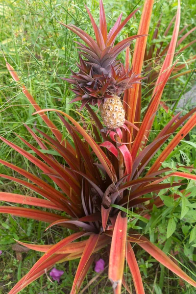 Tropical ornamental plant. Red Pineapple - not edible - Ananas Lucidus Bromeliad grows in the garden.  Closeup. Concept of gardening and home decoration. Selective focus.