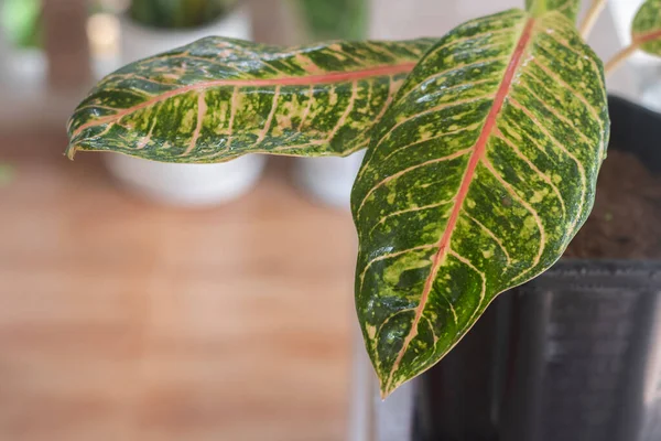 Tropical ornamental plant growing on the balcony. Closeup of the leaves of the Aglaonema Dona Carmen plant. Selective focus.