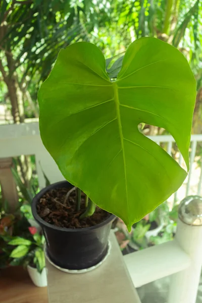 Tropical plants. Close up of a young light green leaf of Monstera Deliciosa on the balcony. The concept of home dcor and growing potted plants. Outdoor. Close-up.