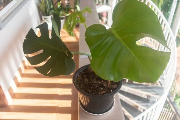 Tropical plants. Close-up of young Monstera Deliciosa on the balcony against the garden background. The concept of home dcor and growing potted plants. Close-up. De focused. Outdoor.