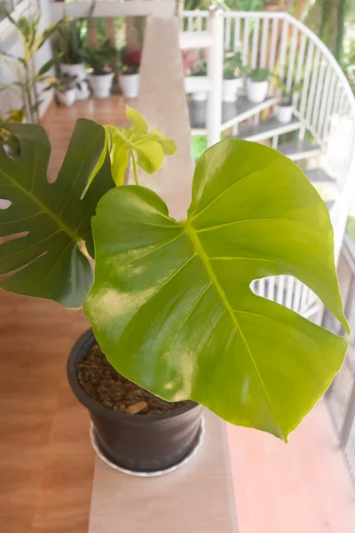 Tropical plants. Close-up of young Monstera Deliciosa on the balcony against the garden background. The concept of home dcor and growing potted plants. Close-up. De focused. Outdoor.