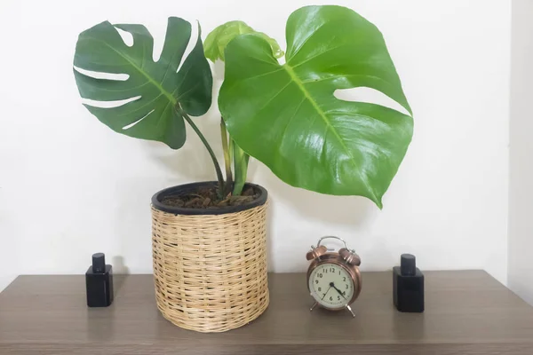 Tropical plants. Close-up of young Monstera Deliciosa on a minimalist Swedish cabinet. Interior. The concept of home decor and growing potted plants.