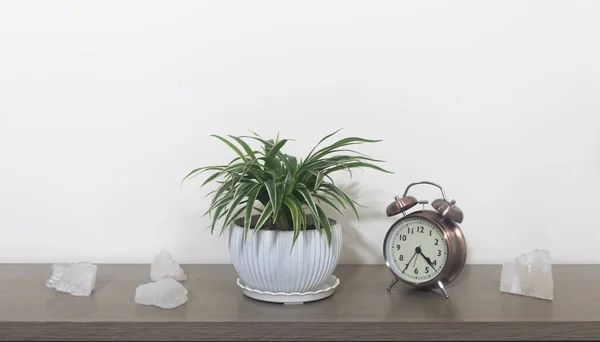 Tropical plants. Spider plants (Chlorophytum) on a minimalist Swedish cabinet. Interior. The concept of home dcor and growing potted plants.