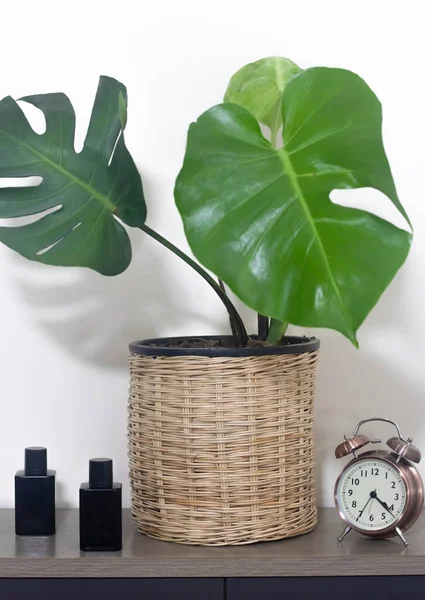 Tropical plants. Close-up of young Monstera Deliciosa on a minimalist Swedish cabinet. Interior. The concept of home decor and growing potted plants.