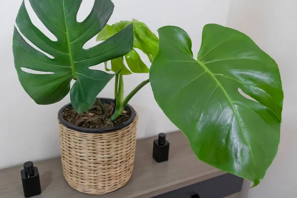 Tropical plants. Close-up of young Monstera Deliciosa on a minimalist Swedish cabinet. Interior. The concept of home dcor and growing potted plants.