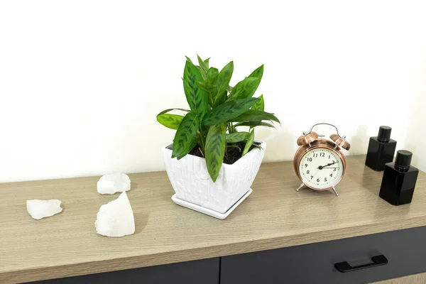 Tropical houseplants. Calathea Leopardina (Prayer plant) on a minimalist cabinet.  Interior. Close-up. The concept of home dcor and growing potted plants.