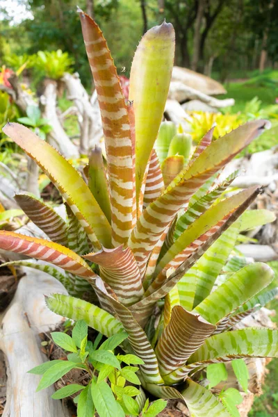 Tropical plants background. Bromeliads family plant Neoregelia Punctatissima \'Yellow Band\' growing on a stump in the garden.Close-up. Outdoor. Ornamental plants. Perfect for a website background, flyer, banner etc.