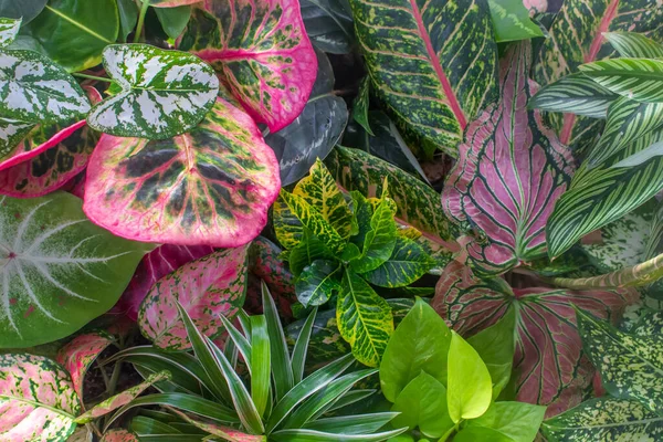 Background of tropical ornamental potted plant leaves. Petra and Caladium Thai Croton, Heart of Jesus, Calathea Roseopicta \'Dottie\', Calathea Vittata plant (Prayer plant). Outdoor. Close-up. Asian plants.