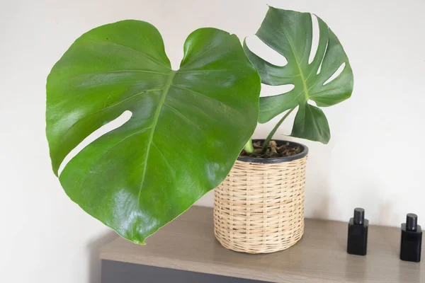 Tropical plants. Close-up of young Monstera Deliciosa on a minimalist Swedish cabinet. Interior. Close-up. Copy space. Selective focus. The concept of home decor and growing potted plants.