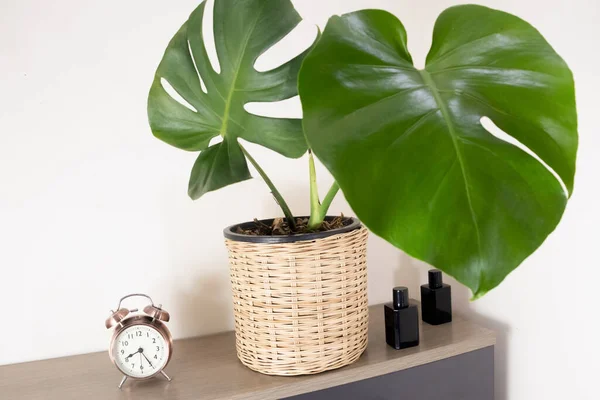 Tropical plants. Close-up of young Monstera Deliciosa on a minimalist Swedish cabinet. Interior. Close-up. Copy space. Selective focus. The concept of home decor and growing potted plants.