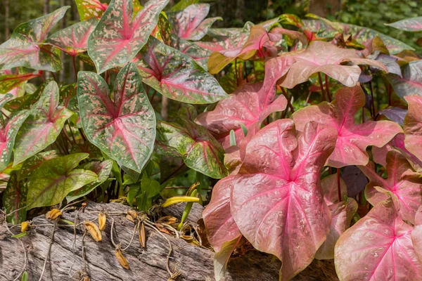 Tropical ornamental plants. Brandywine Caladium and Heart of Jesus Plant (Keladi Red Star) growing on a stump in a garden. Close-up. The concept of gardening.
