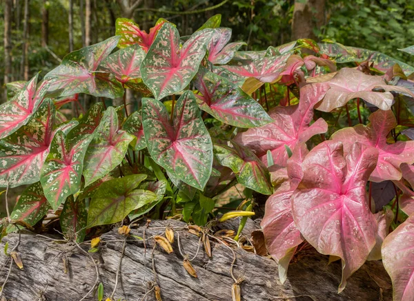 Tropical ornamental plants. Brandywine Caladium and Heart of Jesus Plant (Keladi Red Star) growing on a stump in a garden. Close-up. The concept of gardening.