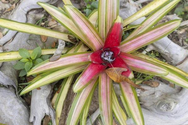 Tropical ornamental plants.Blushing Bromeliad (Neoregelia carolinae)  growing on a stump in a garden. Close-up. The concept of gardening.
