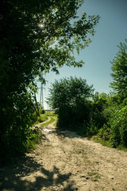 A winding road in the middle of green bushes. Summer