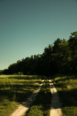 Field road in the middle of a meadow