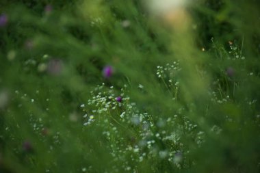 the blossom of wildflowers