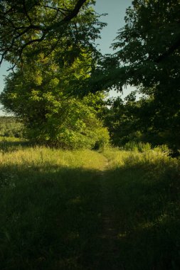 A path among the trees