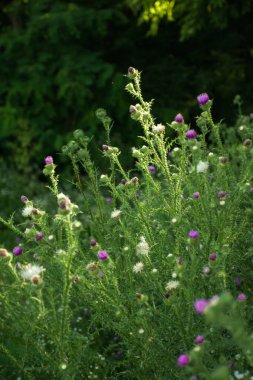 the blossom of wildflowers