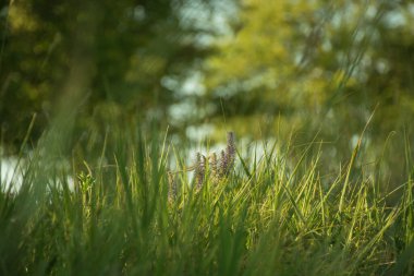 the flower of the weed