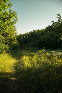 A narrow path in the middle of trees and bushes, on which sunlight breaks through