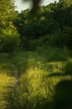A narrow path in the middle of trees and bushes