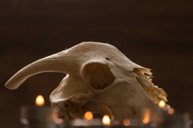 Süzülüyor gibi görünen keçi kafatası, ışıklarla çevrili, hallowen görüntü