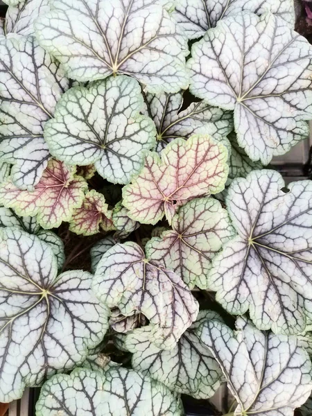 Heuchera micrantha, Amerika kökenli bir bitki ve çok güzel yaprakları var.