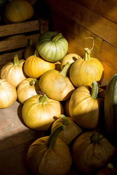 Sonbahar hasadı. Ahşap arka planda küçük sarı beyaz balkabakları.