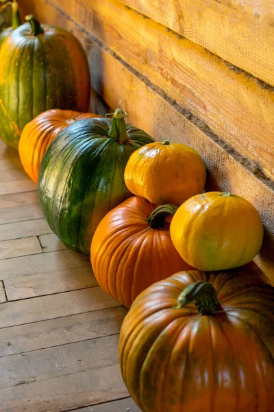 Sonbahar hasadı. Ahşap arka planda farklı boyutlarda renkli balkabakları.