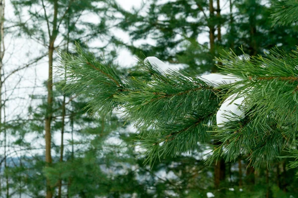 Çam ağacının yeşil dallarında kar