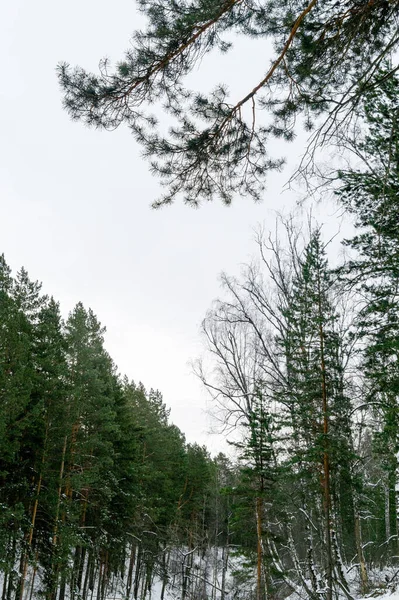 Kış manzarası. Akşamları karışık orman (huş ağacı ve çam ağacı)).