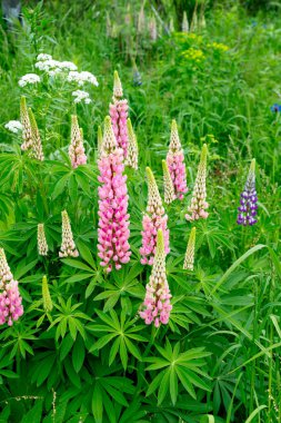 Çiçekli yaz çayırları Pembe lupinlerle