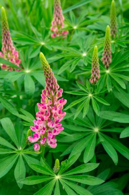 Yaz çiçekli bir çayırda pembe lupinler