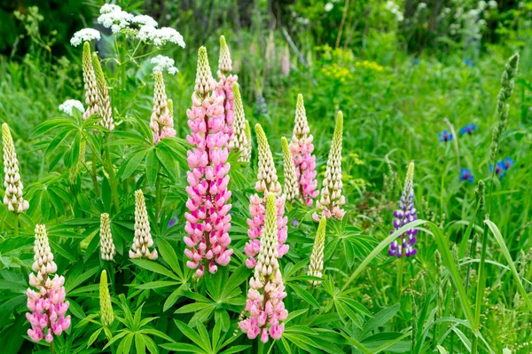 Çiçekli yaz çayırları Pembe lupinlerle