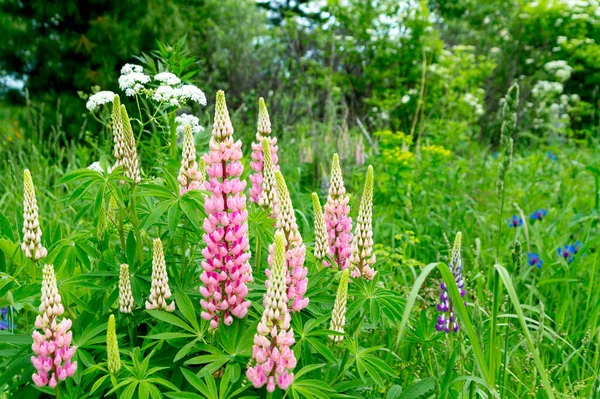 Colorful Lupines Summer Meadow — Stock Photo, Image