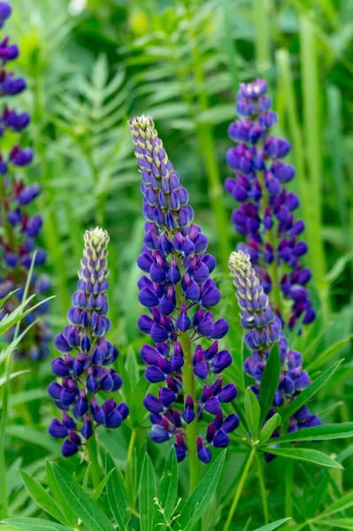 Blühende Sommerwiese Mit Violetten Lupinen — Stockfoto
