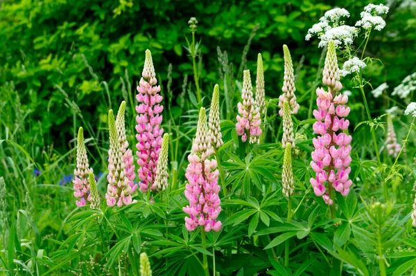 Blooming Summer Meadow Pink Lupines — Stock Photo, Image