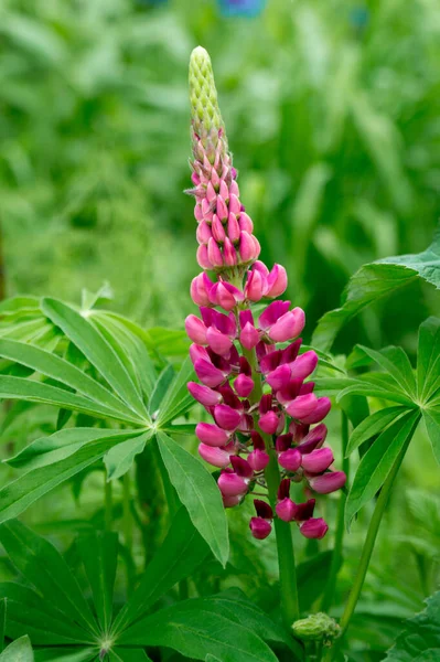 Purpurrosa Einsame Lupinenblume Auf Einer Sommerwiese — Stockfoto