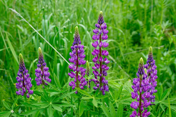 Blühende Sommerwiese Mit Violetten Lupinen — Stockfoto