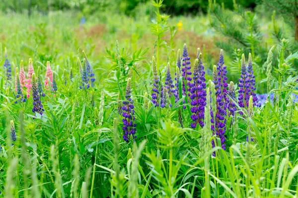 Fioritura Prato Estivo Con Lupini Viola — Foto Stock