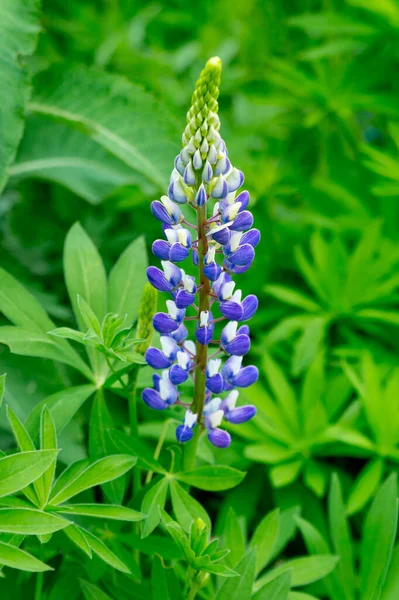 Two Tone White Violet Lonely Lupine Flower Summer Meadow — Stock Photo, Image