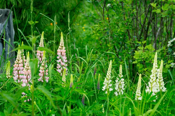 White Pink Lupines Summer Flowering Meadow — Stock Photo, Image