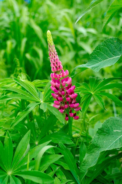 Crimson Pink Lonely Lupine Flower Summer Meadow — Stock Photo, Image