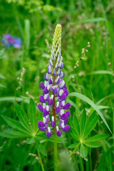 Tvåfärgad Vit Violett Ensam Lupin Blomma Sommaräng — Stockfoto