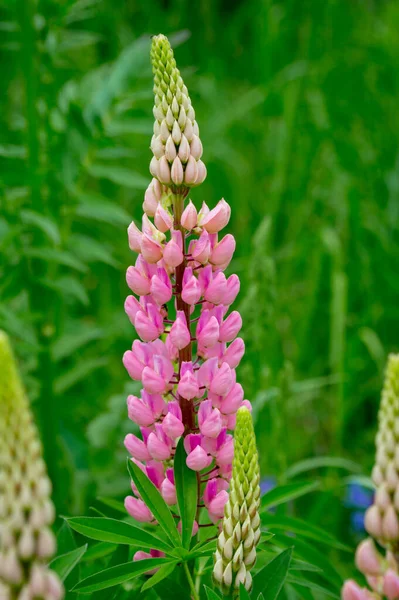 Roze Lupine Een Zomerbloeiende Weide — Stockfoto