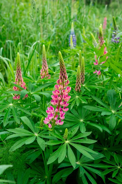 Pink Lupines Summer Flowering Meadow — Stock Photo, Image