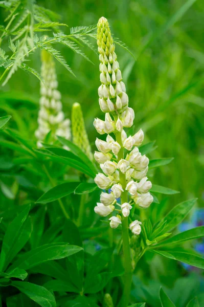 Weiße Lupinen Auf Einer Blühenden Sommerwiese — Stockfoto