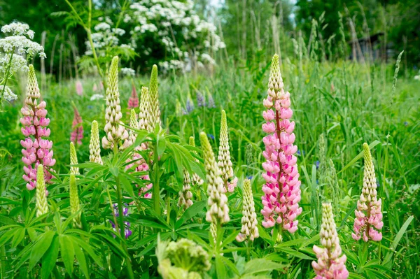 Bunte Lupinen Auf Einer Sommerwiese — Stockfoto