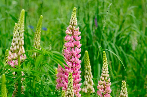 Pink Lupines Summer Flowering Meadow — Stock Photo, Image