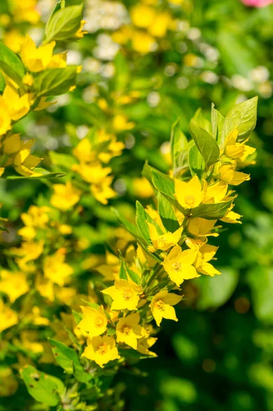 Lysimachia yaz bahçesinde çiçek açar.